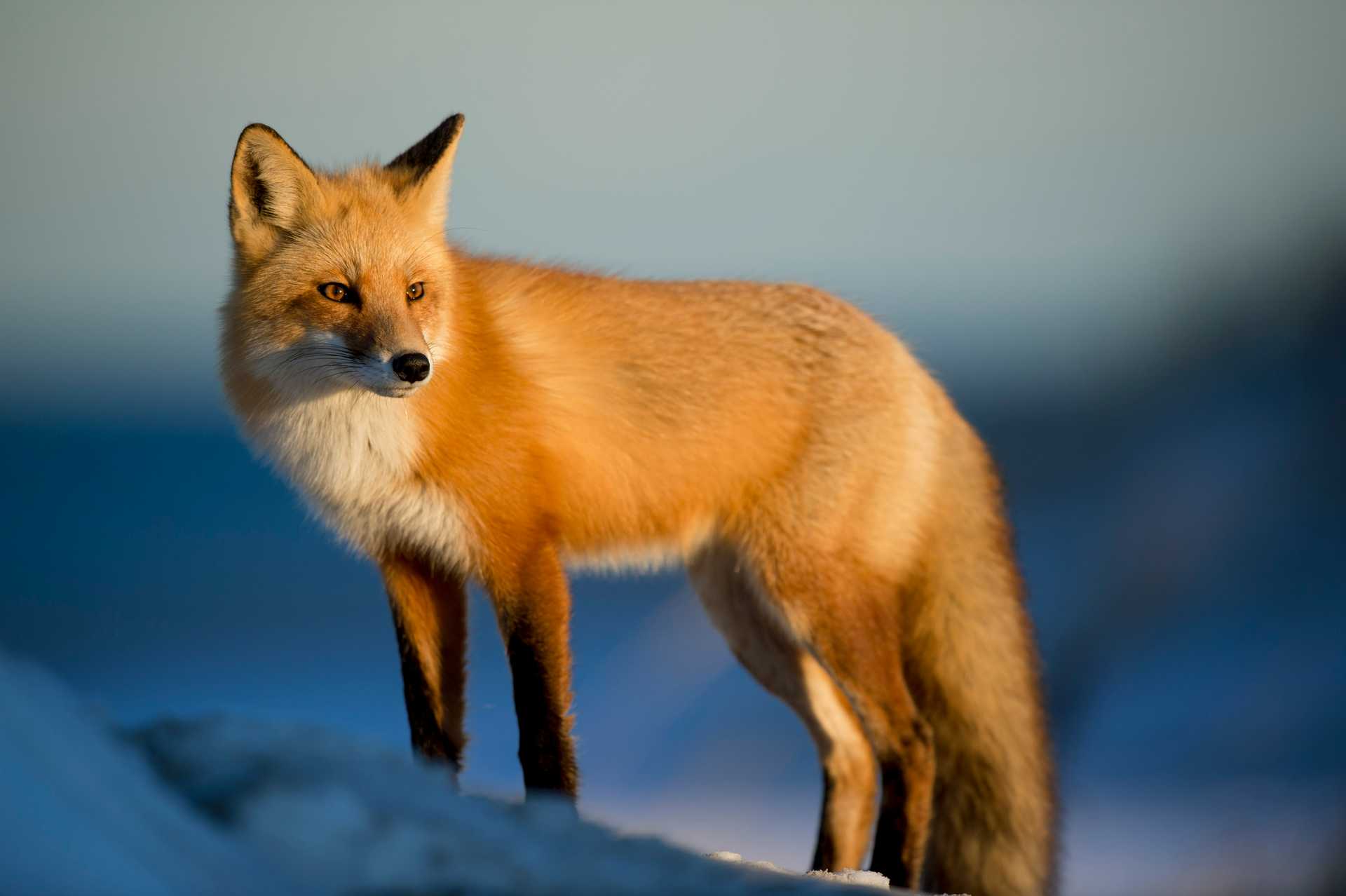 A red fox with a blurry snowy background