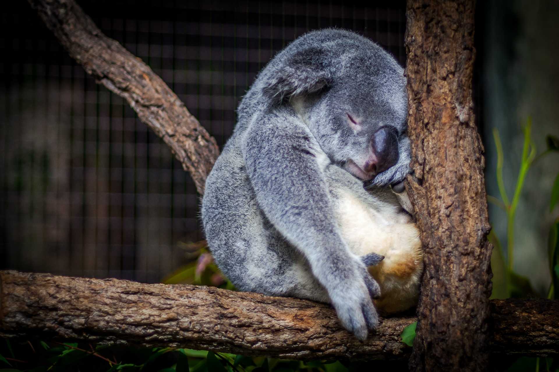An exhausted koala resting in a tree